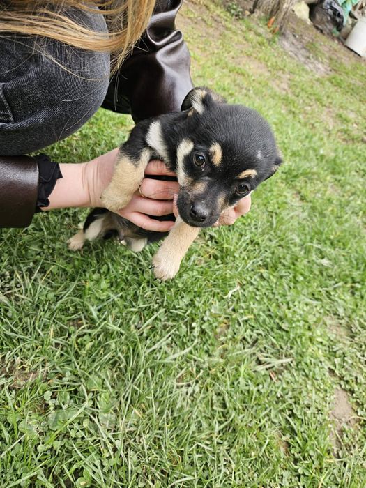 Oddam za darmo pieski