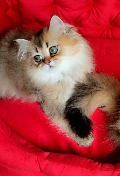 Британська золота шиншила BLH ny