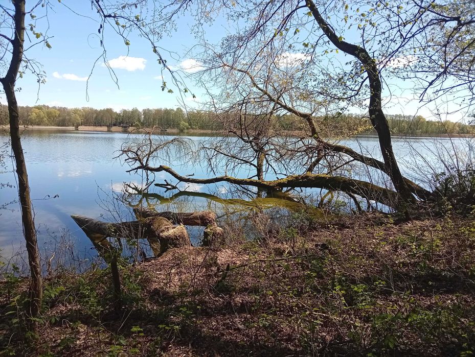 Działka budowlana z linią brzegową Jeziora Wolskiego - Wiewiórczyn - View 6