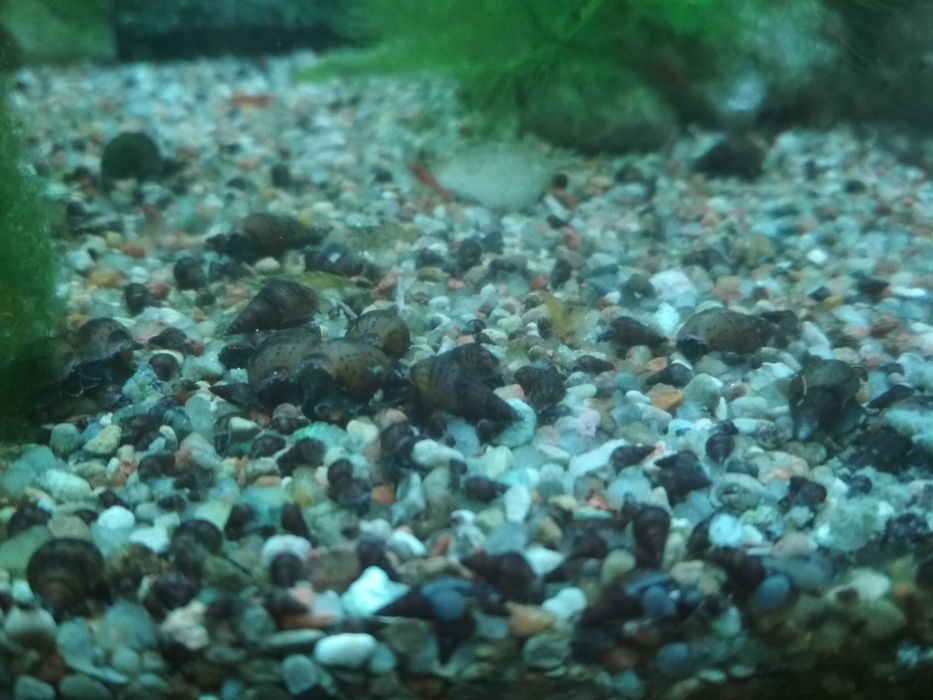 Ślimaki akwariowe świderki