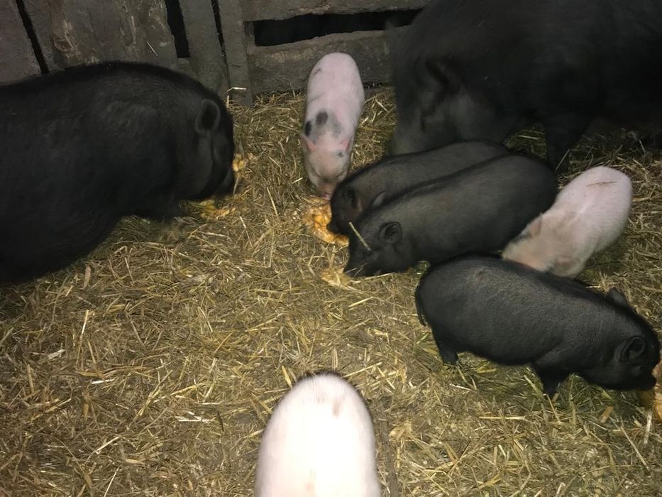 В'єтнамські поросятка -