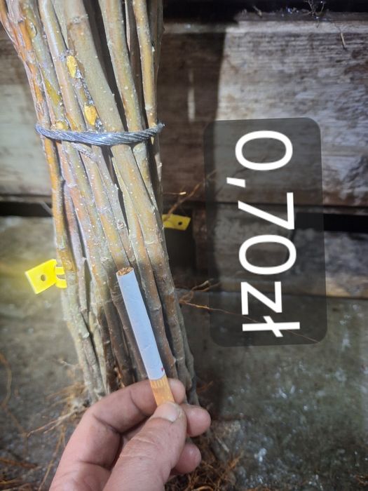 Podkładka jabłoni M9 M26 M7 P60