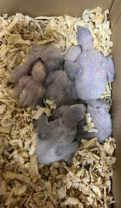 Papagaios cinzentos de cauda vermelha bebés