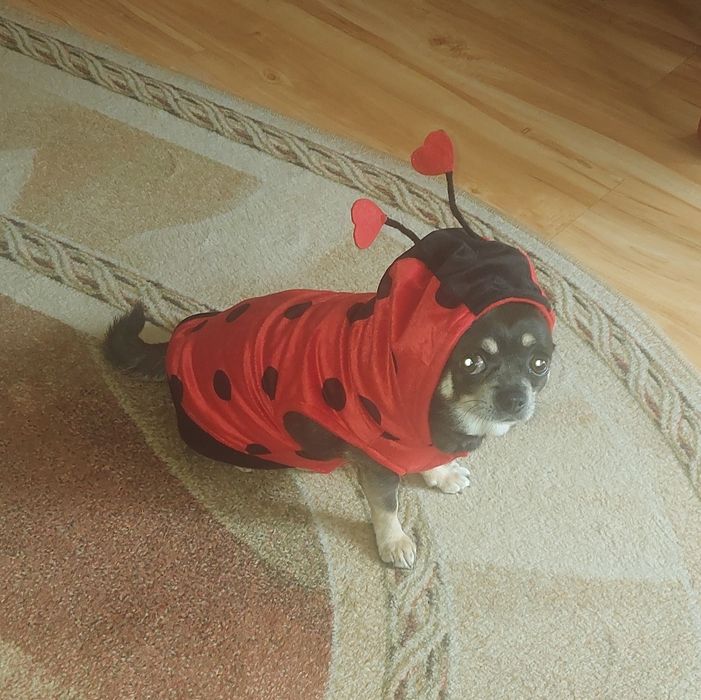 Ubranko,sweter,Biedronka" z aksamitu dla małego psa 4-6 kg,na rzepy,u