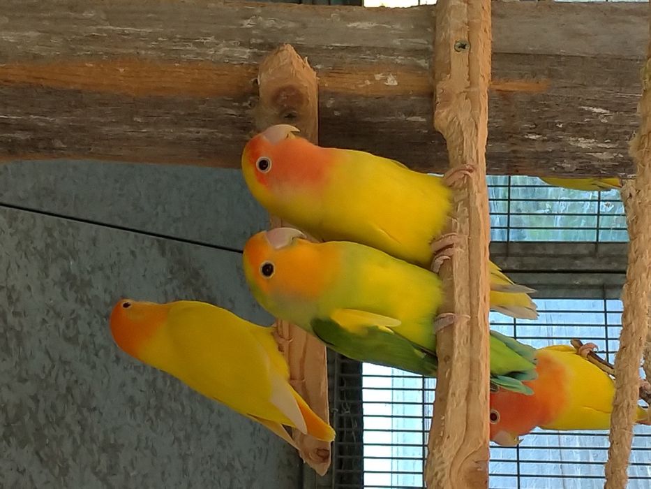 Agapornis roseicolis