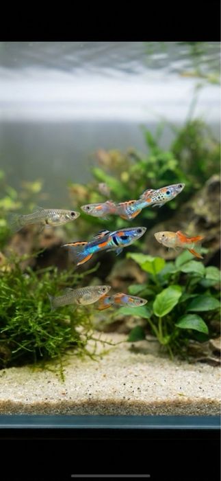 Guppies saudáveis criados em ambiente caseiro