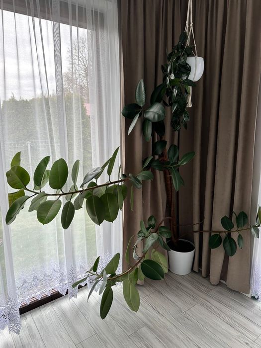 Figowiec sprężysty