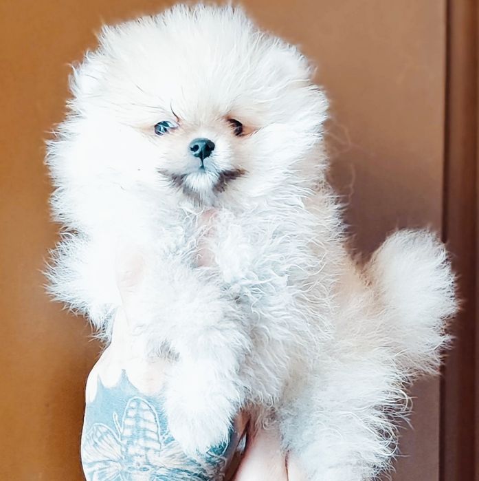 Померанський шпіц-