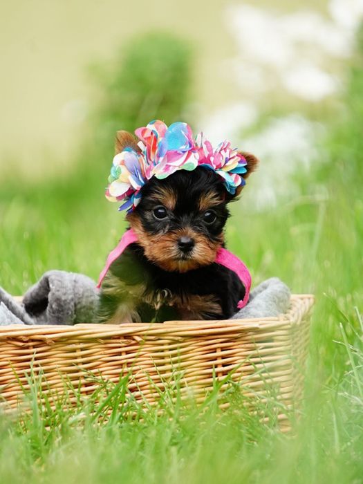 Продаються цуценята-модельки – маленькі йорки, як з обкладинки