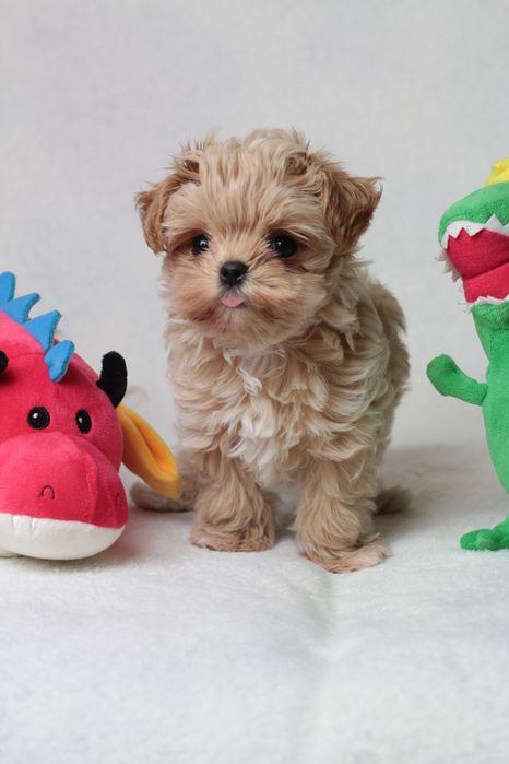 Самые маленькие мишки Мальтипу Ф1 !!!