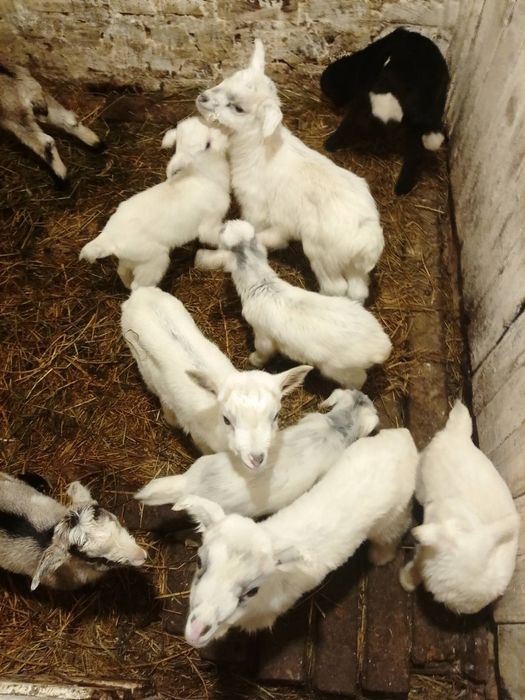 Козлята кривой рог