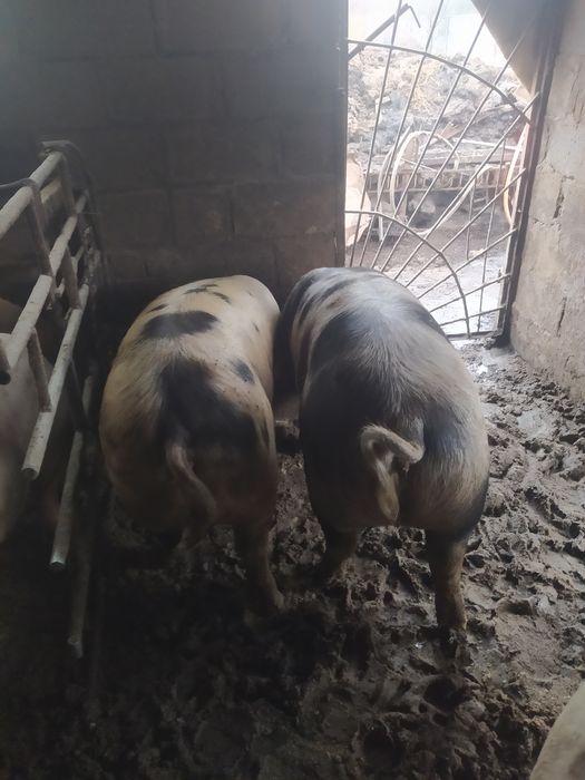 Свини живой вес  продам