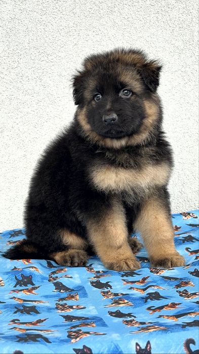 Цуценята німецької вівчарки КСУ