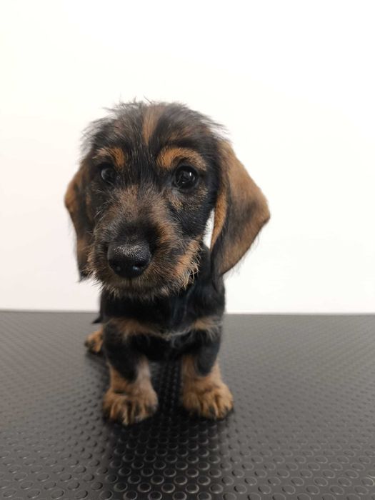 Jamnik szorstkowłosy miniaturowy piesek ZKwP FCI