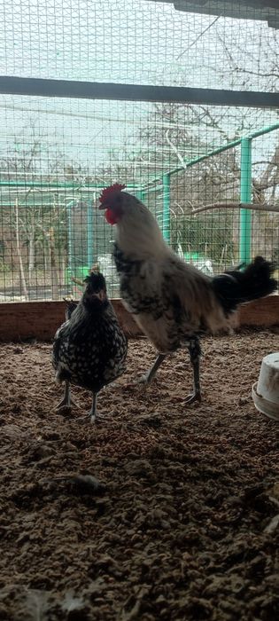 Карликові кури ліліпути