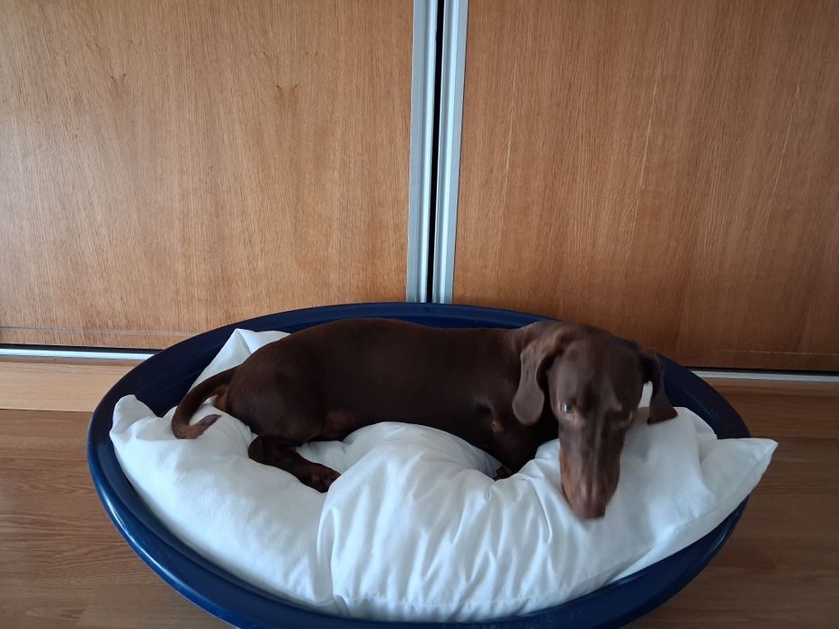 Cama para patudo