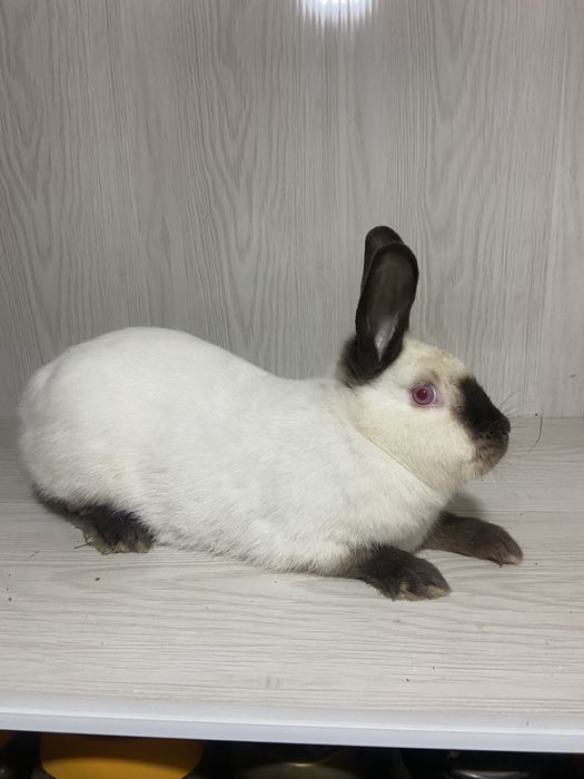 Каліфорнія пара 1+1