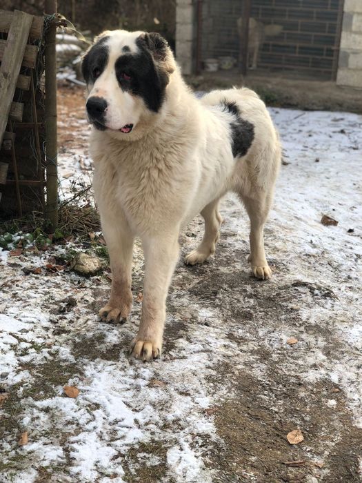 Кобель для вязки