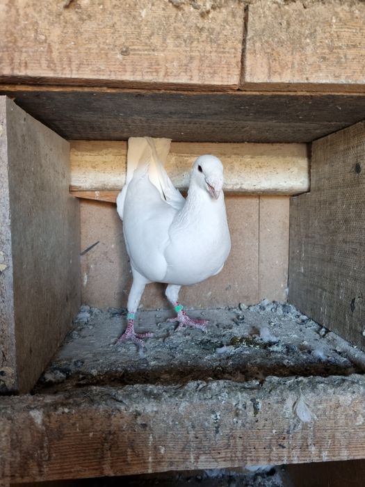 Niemiecki Biały wystawowy