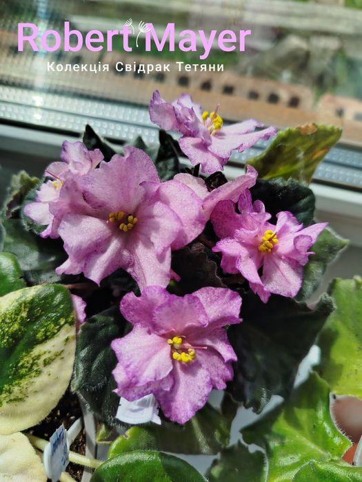 Фіалки ,набір свіжозрізаних листочків