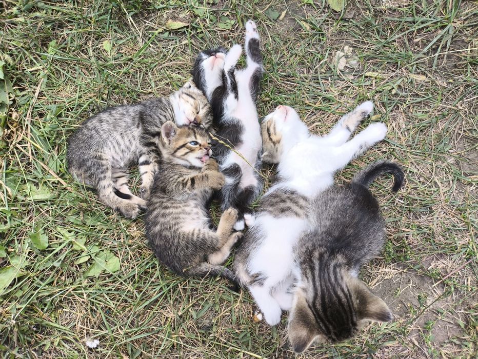 Котята девочки, 1.5 месяца