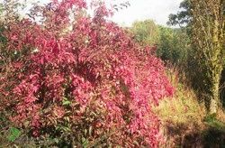 Trzmielina Pospolita Euonymus Europaeus wysokość Sadzonki 160 cm