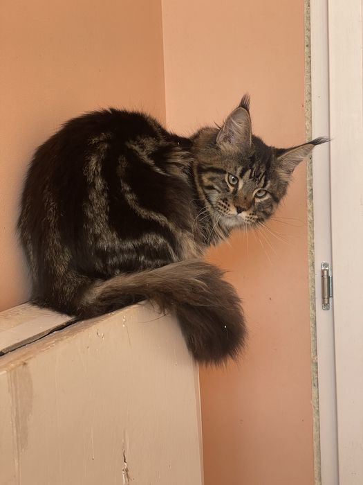 Мейн кун мальчик