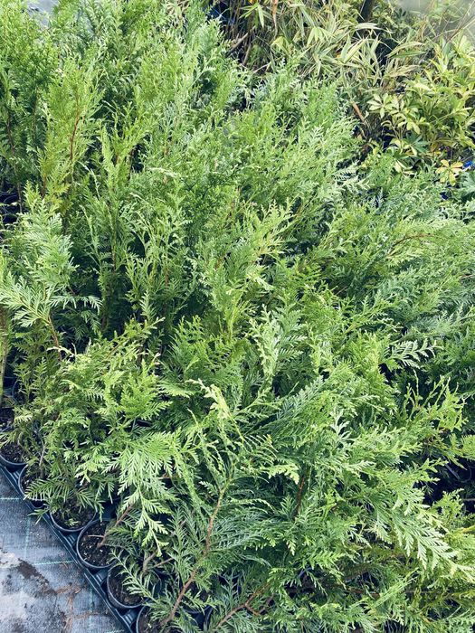 Ultimo lote tuais cerca de 69cm