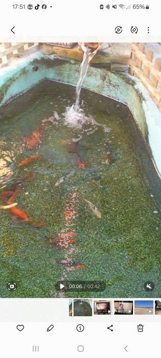 2 carpas koi 20cm e 2 5 cm para venda por 60€ devido ao filtro uv ter avariado e a agua ter ficado verde e para nao acontecer nada