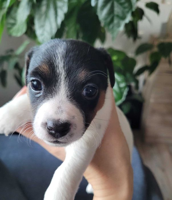 Jack Russell Terrier - suczki z domowej hodowli