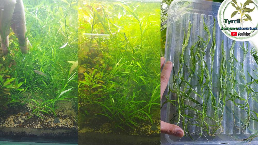 Heteranthera, mało wymagająca roślina do twojego akwarium.