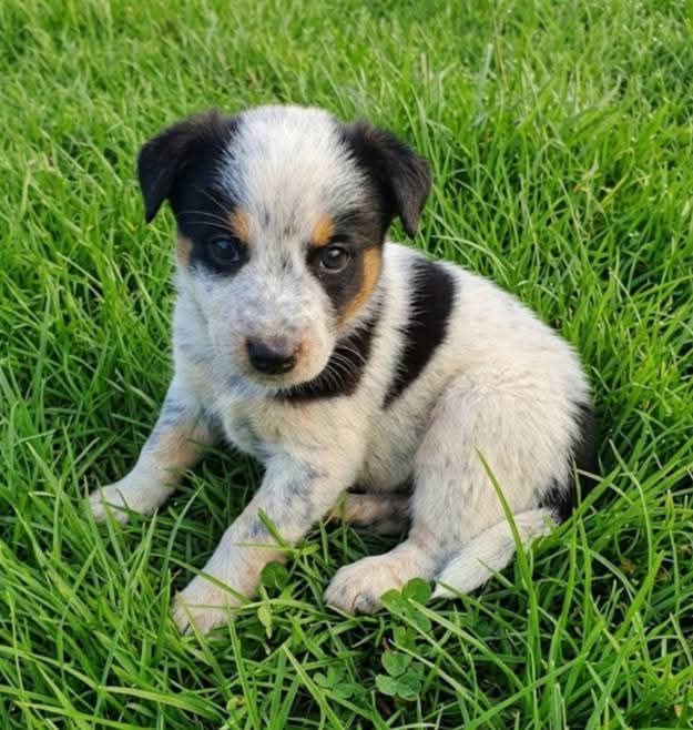УВАГА! Дрібні  цуценятка. ДНІПРО
