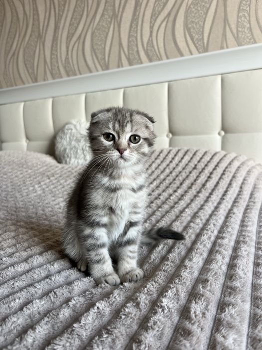Висловухий шотландець кошеня хлопчик 2 місяці scottish fold