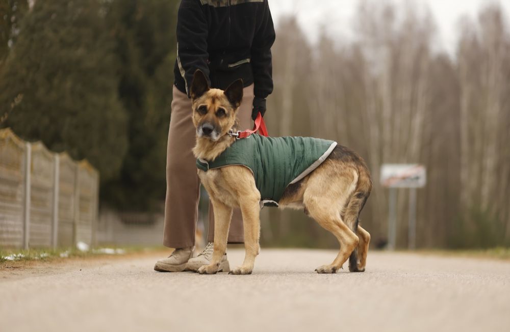 Łagodny Mercuś poleca się do adopcji