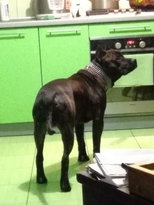 Вязка. Шикарний хлопчик СТАФ для вязки!