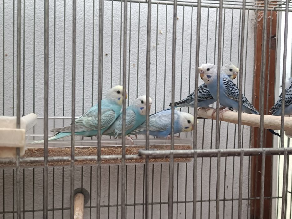 Tenho vários periquitos de poupa portadores de hagoromos