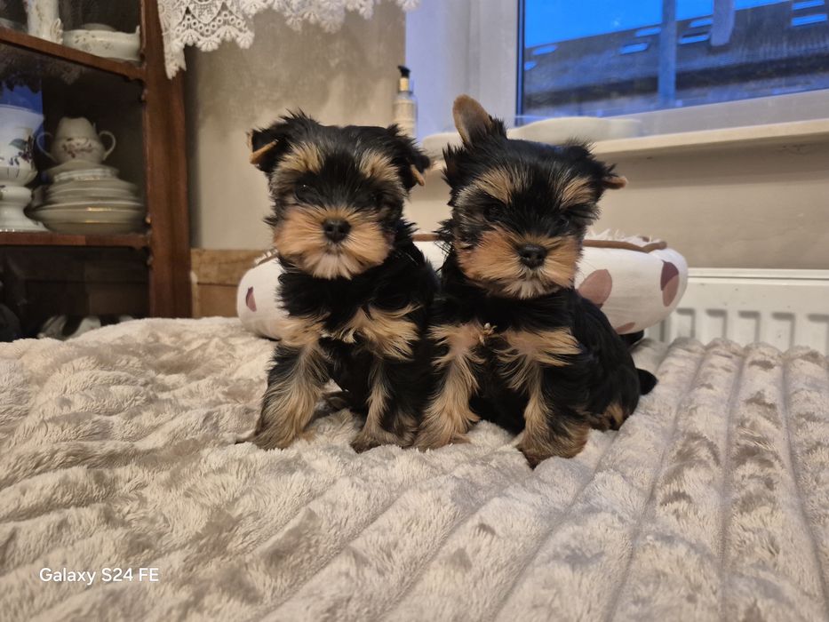 Yorkshire terier  sunia