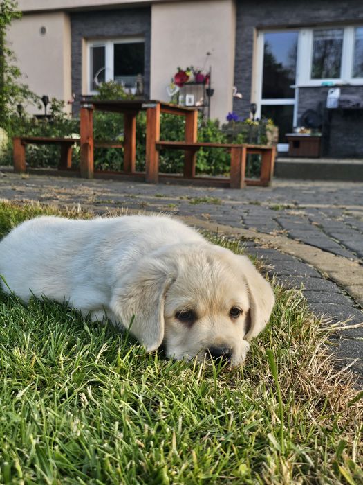 Labrador retriever  pies