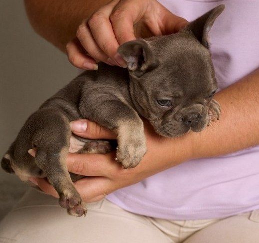 Красавчік блакитний мінні!