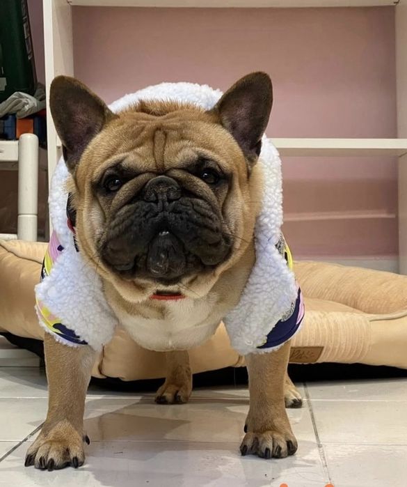 Bulldog francês pied 2anos