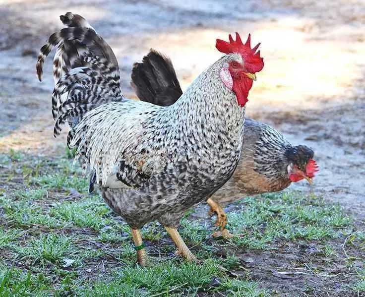 Świeże Jaja lęgowe od kur green shell z wolnego wybiegu