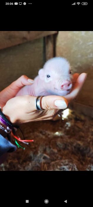 mini pigs- porco anão