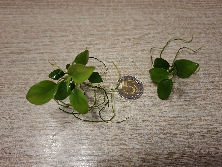Anubias barterii 12 szt.