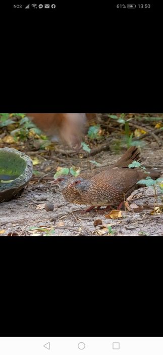 Casais. Pedicula aziatica Colins da Virginia. Galitos da rocha