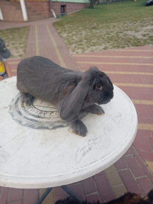 Samiec mieszany  Srokacz Niem/Baran Francuski