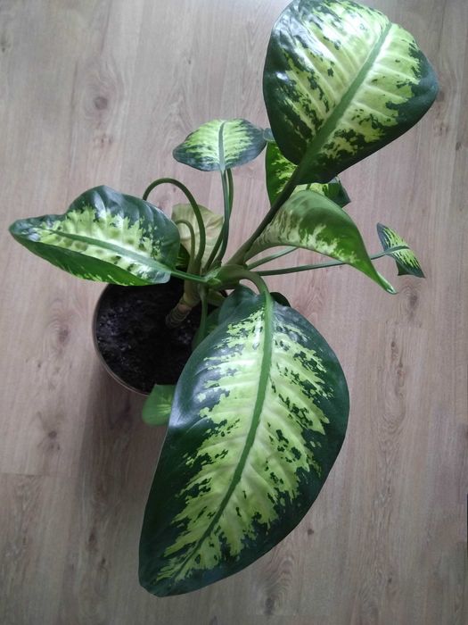 красивое взрослое комнатное растение диффенбахия/цветок
