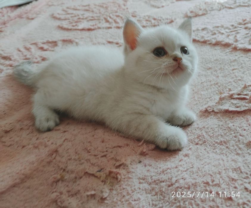 Шотландские котята