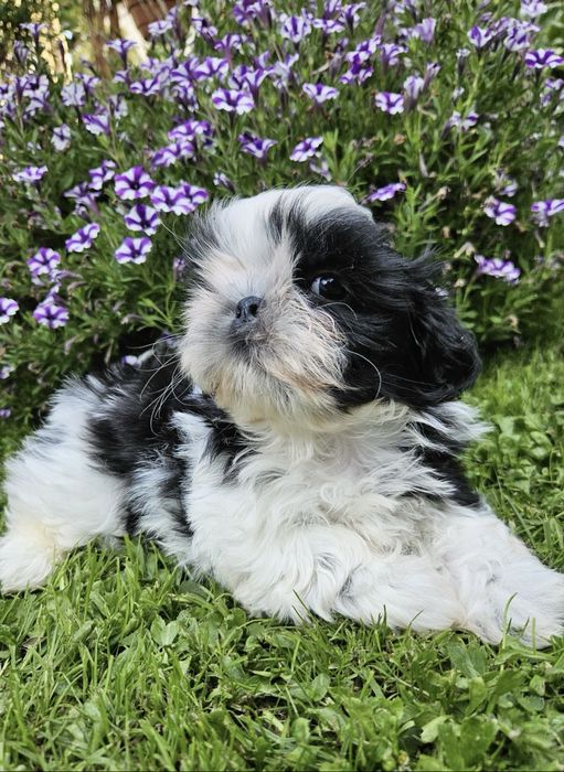 AFIK- Wyjątkowy chłopiec Shih Tzu FCI bialo-czarny White Royce FCI