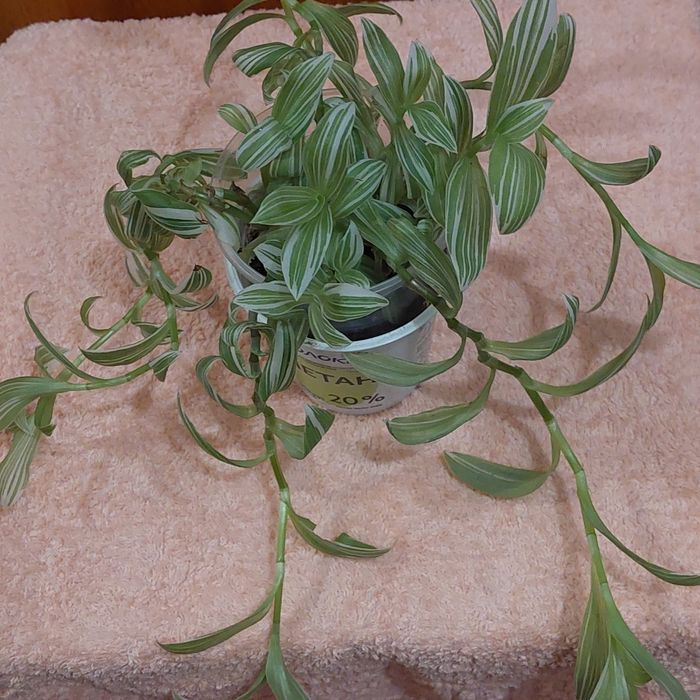 Пропоную до продажу кімнатні квіти вирощені в домашніх умовах