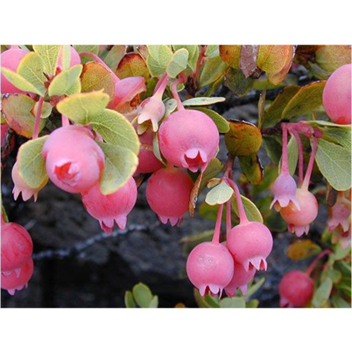Planta MIRTILO VERMELHO - Mais doce - Em produção Apenas envios